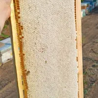 عسل طبیعی کوهستان|خوردنی و آشامیدنی|نمشیر, |دیوار