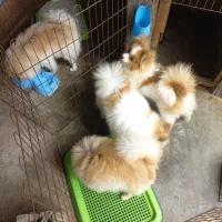 واگذاری پامرانین خرسی و روباهی