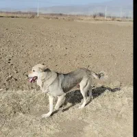 سگ عراقی ماده|سگ|نوشین شهر, |دیوار