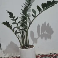 گل زاموفیلیا بزرگ