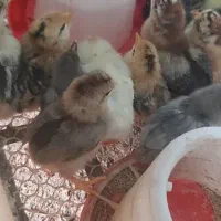 جوجه ،شاخدار،جوجه اردک محلی|حیوانات مزرعه|رشت, چمارسرا|دیوار