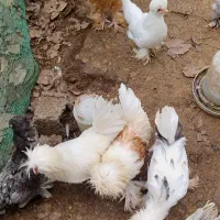 مرغ و خروس سلطان|حیوانات مزرعه|رودبنه, |دیوار