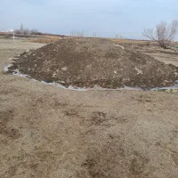 ذرت کشت دوم|حیوانات مزرعه|نوشین شهر, |دیوار