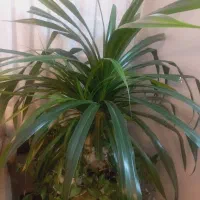 پاندانوس با پاجوش و زیبا|گل و گیاه طبیعی|تهران, تهرانسر شرقی|دیوار