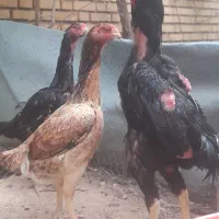 جوجه لاری اوشامو