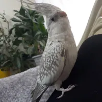عروس هلندی ماده و بالغ|پرنده|هشتگرد, |دیوار