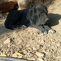 سگ سراب