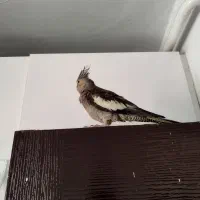 عروس هلندی|پرنده|رشت, باهنر|دیوار