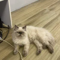 سوپر فلت همالین