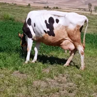 گاو  جوان هلشتاین ابستن شیری سالم نرم دوش