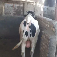 گوساله نر چاق