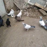 کبوتر، گوی گویروخ وقره گوینح