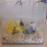 آکواریوم|ماهی|نسیم‌شهر, |دیوار