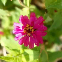 خودرومشکی پشت چراغ راهنما ارغوانیه