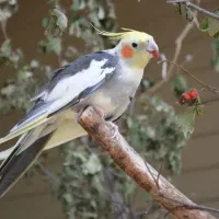 پرنده پیدا شده