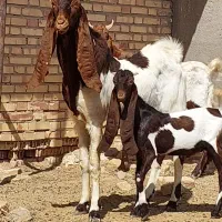 نر بز پاکستانی|حیوانات مزرعه|شریفآباد, |دیوار