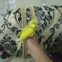 مرغ عشق دستی نر|پرنده|زاهدان, |دیوار