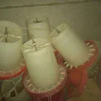 دانخوری سطلی
