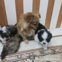 سگ پامرین روباهی با توله