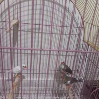 فنچ نرمولد|پرنده|تهران, مشیریه|دیوار