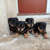 سگ پینچر دوبرمن مینیاتوری