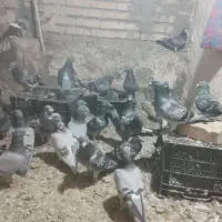 09379930010|سیم‌کارت|بیجار, |دیوار