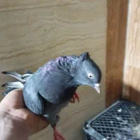 شادگان|پرنده|شادگان, |دیوار