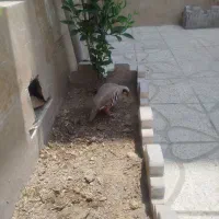 درختچه