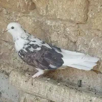 کفتر