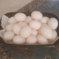 تخم کبوتر