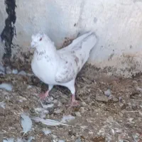 ۳عدد طوقی صحیح و سالم