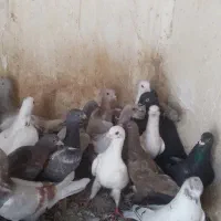 کفتر شهرستانی|پرنده|تهران, فلاح|دیوار
