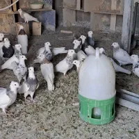 بوم کبوتر طوقی
