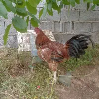 یک عدد خروس لاری یازده ماهه سالم و سرحال معاوضه