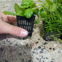 گیاه آکواریوم|ماهی|ارومیه, |دیوار