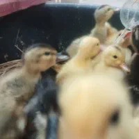 جوجه اردک|حیوانات مزرعه|آستارا, |دیوار