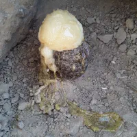 گیاه ثروت ساز دارویی (کما ، آنغوزه)|خدمات باغبانی و درختکاری|بیرجند, |دیوار