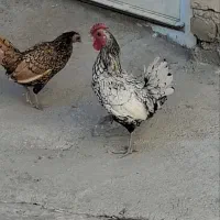مرغ و خروس سیبرایت پولک منظم