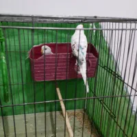 مرغ عشق نر و ماده بدون قفس|پرنده|محمدیه-قزوین, |دیوار