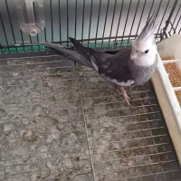 عروس هلندی مولد نژاد خاص|پرنده|همدان, |دیوار