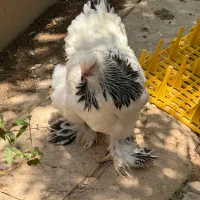 تخم نطفه دار برهما لایت و بلو لایت|حیوانات مزرعه|اصفهان, احمدآباد|دیوار