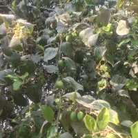 ثمردرخت کنارپیوندی عمده