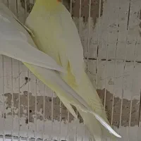 عروس مولد فروش معاوضه بادوچرخه قناری گلدین کفتر|پرنده|مشهد, سرافرازان|دیوار