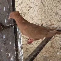 کفتر|پرنده|شیراز, تحویلی|دیوار