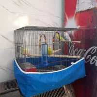 عروس هلندی و مرغ عشق در شاهین شهر