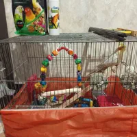 دو عدد عروس هلندی نرو ماده تخم گذار|پرنده|گلستان (تهران), |دیوار