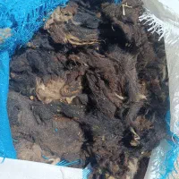 پشم گوسفند