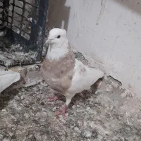 کبوتر طوقی نسل اجوری زری قهوای|پرنده|سنندج, |دیوار