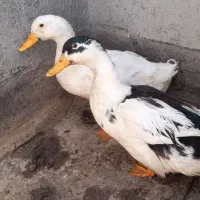 اوردک