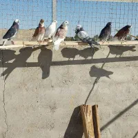 فروش ۳۵ طوق کبوتر همه سالم
